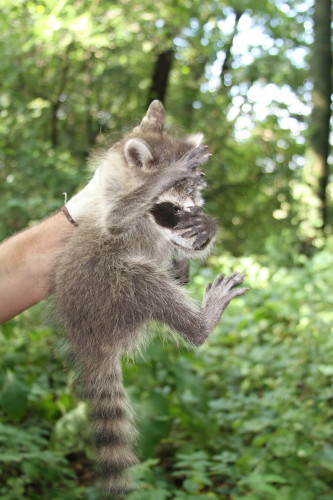 suburban wildlife control with a baby raccoon